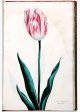 de Admirael Van [der] Eyck Tulip - Image 52 in the NEHA Tulip Book.